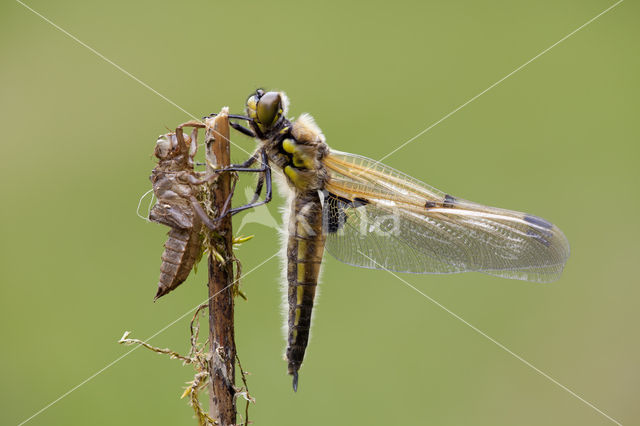 Viervlek (Libellula quadrimaculata)