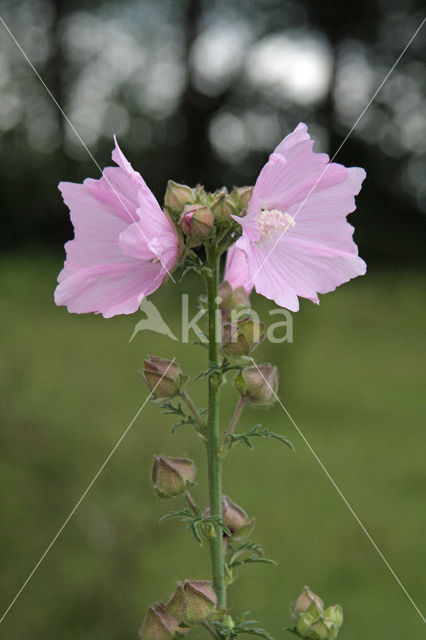 European Mallow (Malva alcea)