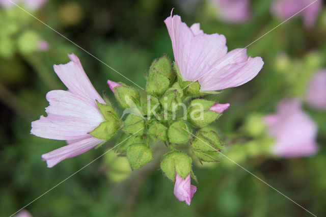 European Mallow (Malva alcea)