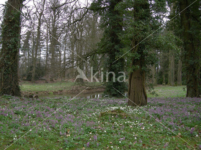 Bulbous Corydalis (Corydalis solida)