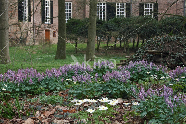 Vingerhelmbloem (Corydalis solida)