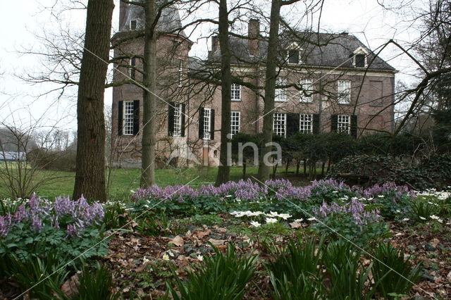 Vingerhelmbloem (Corydalis solida)