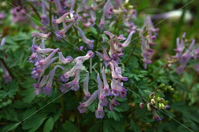 Bulbous Corydalis (Corydalis solida)