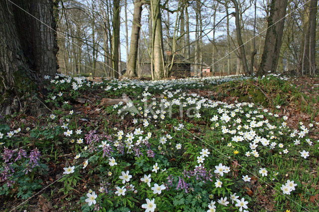 Vingerhelmbloem (Corydalis solida)