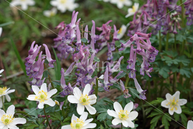 Bulbous Corydalis (Corydalis solida)