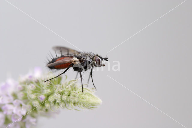 fly