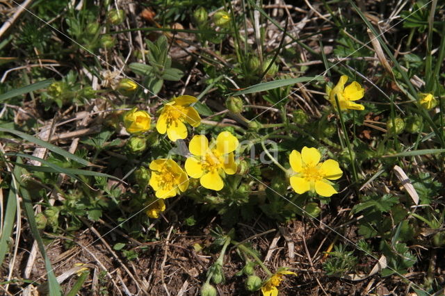 Spring Cinquefoil (Potentilla verna)