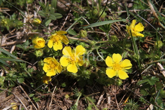 Spring Cinquefoil (Potentilla verna)