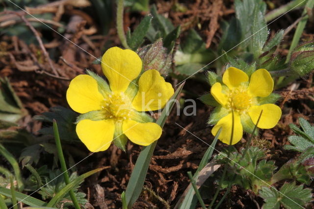 Spring Cinquefoil (Potentilla verna)