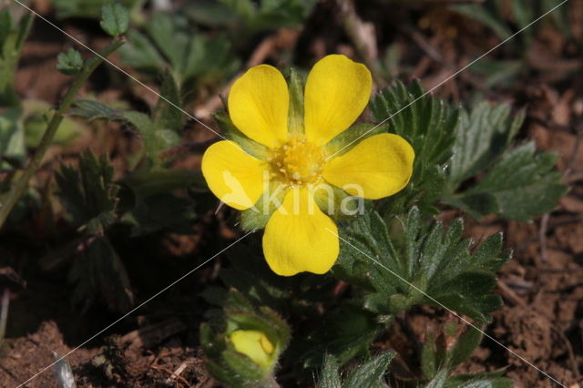 Voorjaarsganzerik (Potentilla verna)