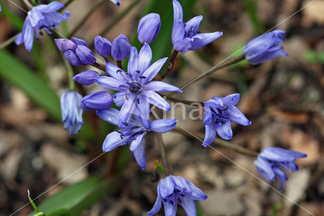 Vroege sterhyacint (Scilla bifolia)