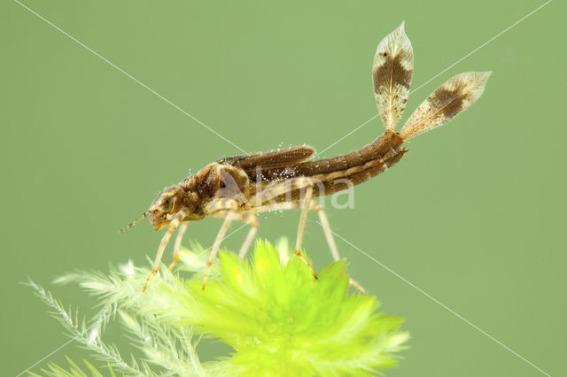 Large Red Damselfly (Pyrrhosoma nymphula)