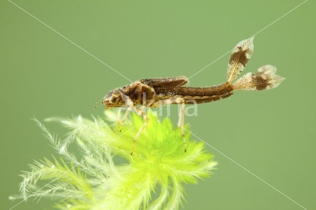 Large Red Damselfly (Pyrrhosoma nymphula)