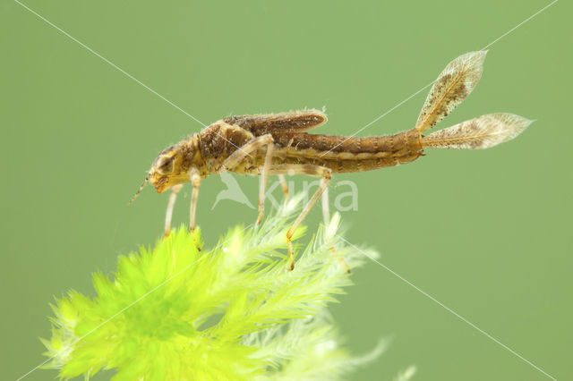 Large Red Damselfly (Pyrrhosoma nymphula)