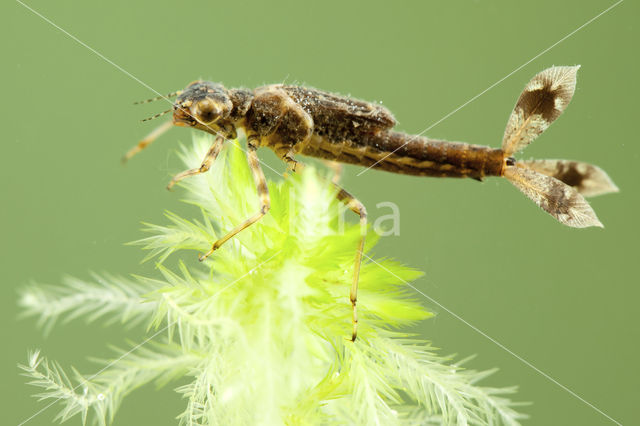 Vuurjuffer (Pyrrhosoma nymphula)