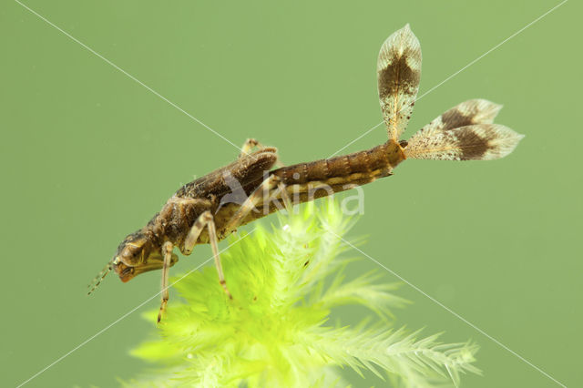 Vuurjuffer (Pyrrhosoma nymphula)