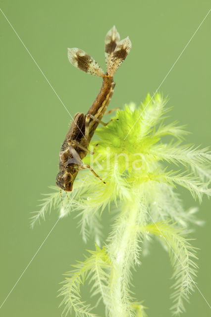 Large Red Damselfly (Pyrrhosoma nymphula)