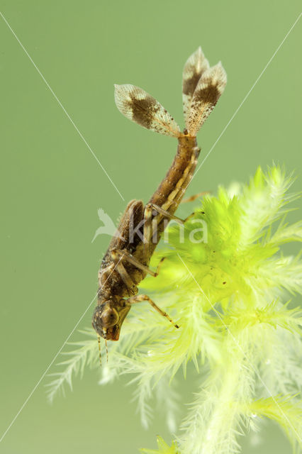 Large Red Damselfly (Pyrrhosoma nymphula)