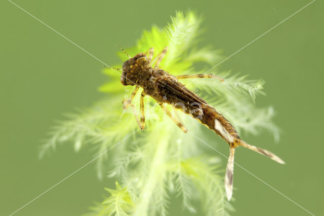 Large Red Damselfly (Pyrrhosoma nymphula)