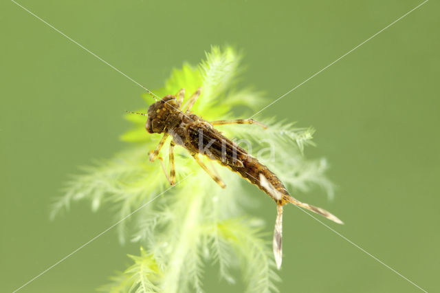 Vuurjuffer (Pyrrhosoma nymphula)