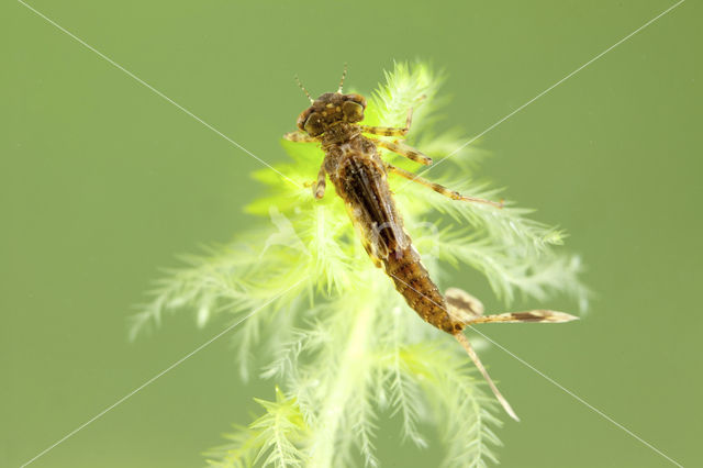 Large Red Damselfly (Pyrrhosoma nymphula)