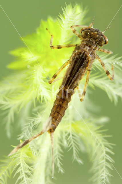 Large Red Damselfly (Pyrrhosoma nymphula)