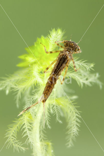 Large Red Damselfly (Pyrrhosoma nymphula)