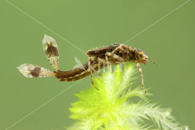 Large Red Damselfly (Pyrrhosoma nymphula)