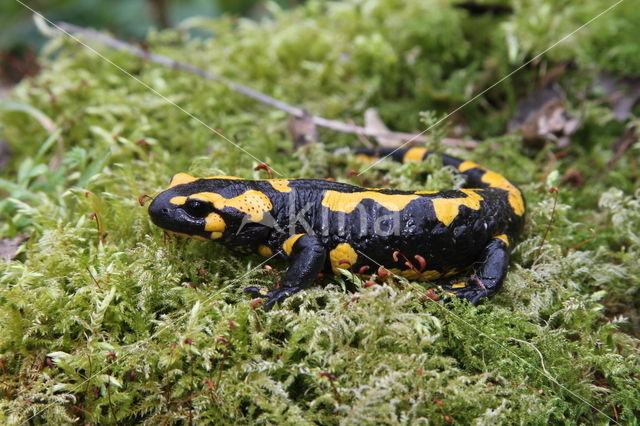 Fire Salamander (Salamandra salamandra)