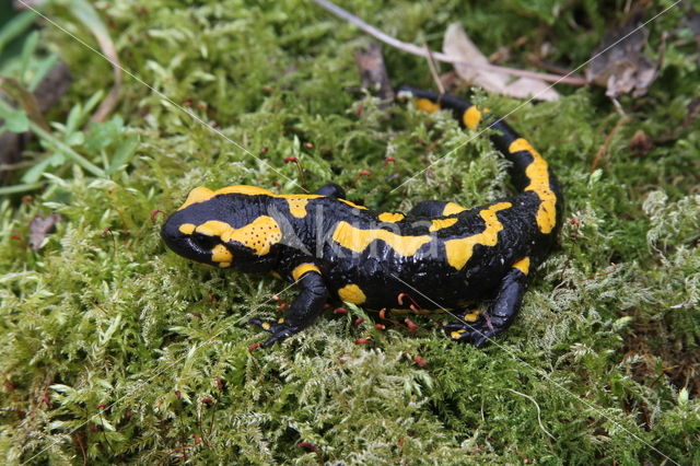 Vuursalamander (Salamandra salamandra)