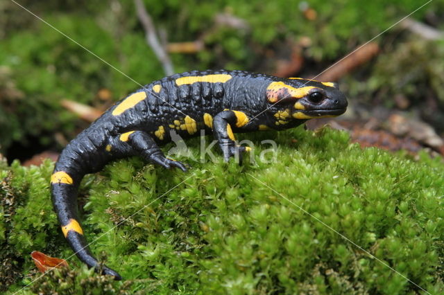 Fire Salamander (Salamandra salamandra)