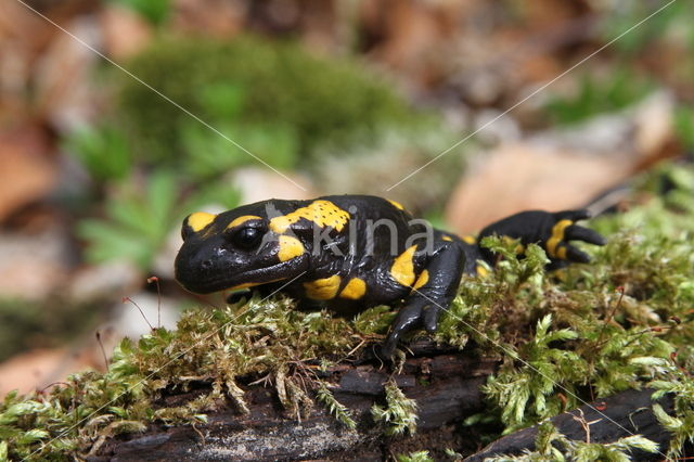 Vuursalamander (Salamandra salamandra)