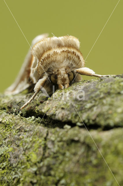 Buff Arches (Habrosyne pyritoides)