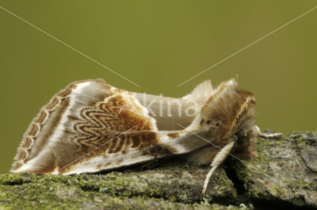 Buff Arches (Habrosyne pyritoides)