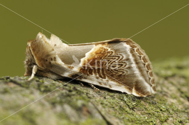 Buff Arches (Habrosyne pyritoides)