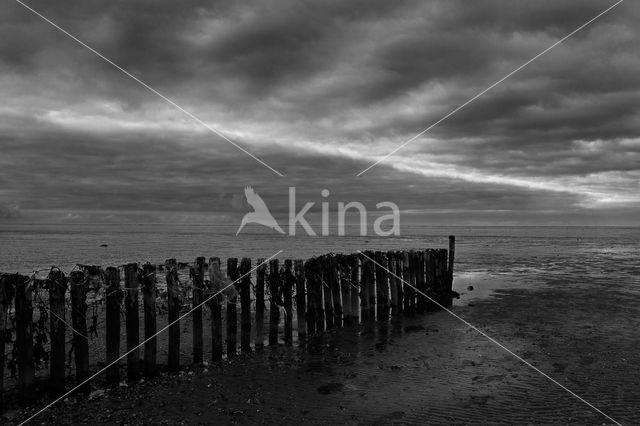 Waddenzee