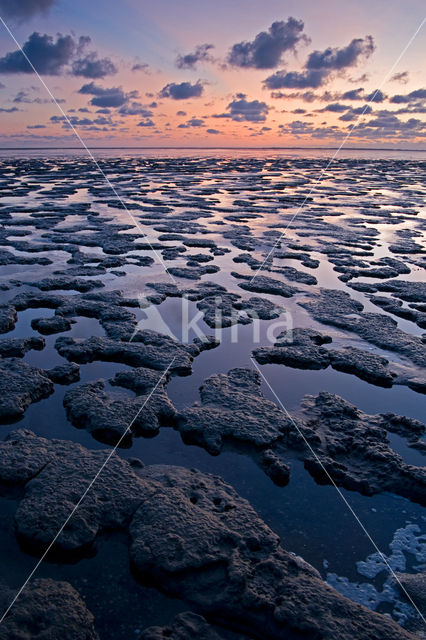 Wadden Sea