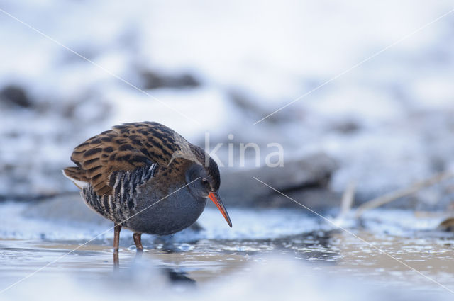 Waterrail (Rallus aquaticus)