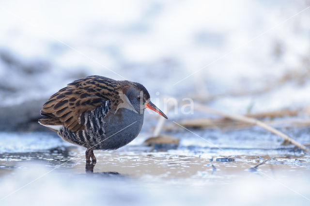 Waterrail (Rallus aquaticus)