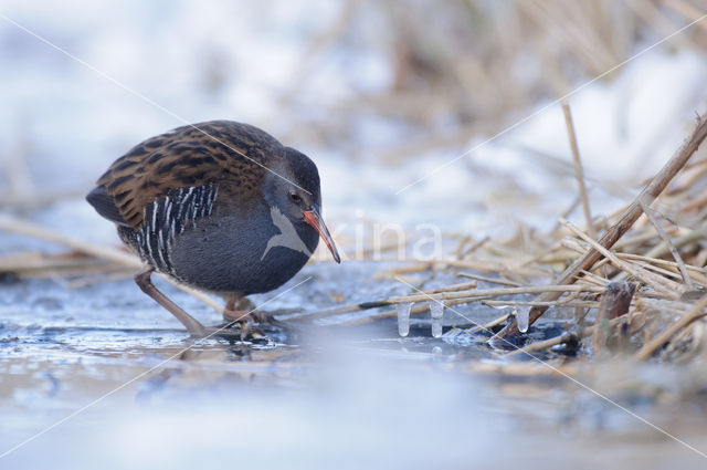 Waterrail (Rallus aquaticus)