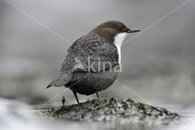 White-throated Dipper (Cinclus cinclus)