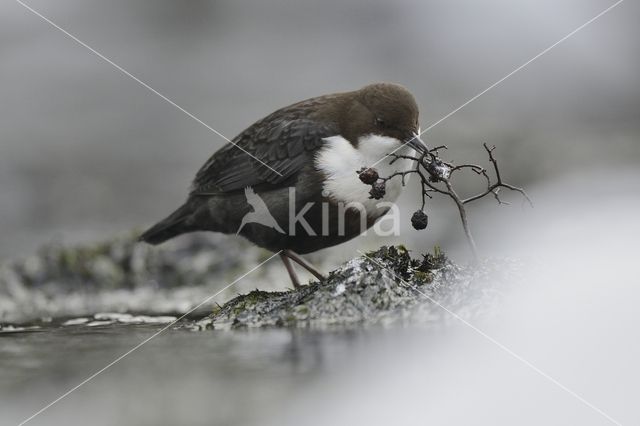 White-throated Dipper (Cinclus cinclus)