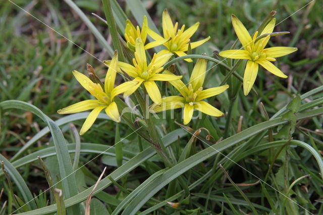 Meadow Gagea (Gagea pratensis)