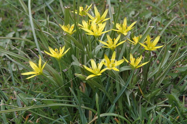 Meadow Gagea (Gagea pratensis)