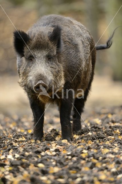 Wild zwijn