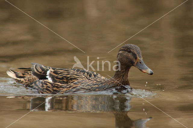 Wilde Eend (Anas platyrhynchos)