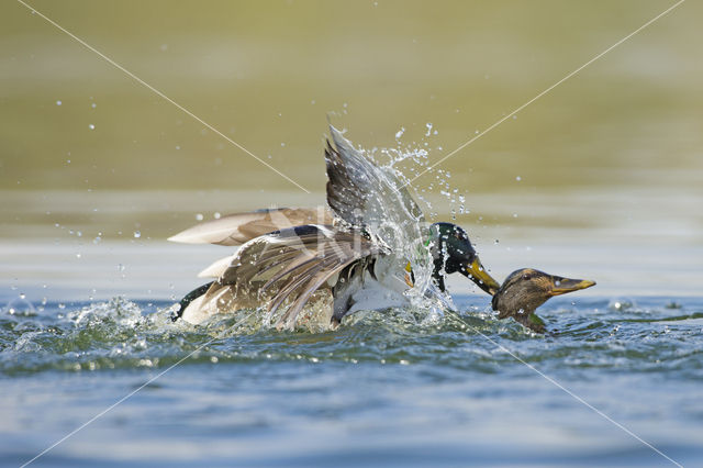 Mallard