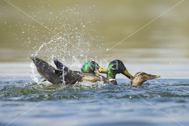 Mallard