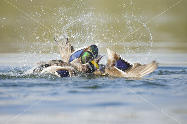 Wilde Eend (Anas platyrhynchos)