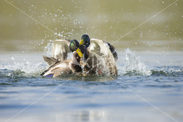 Mallard